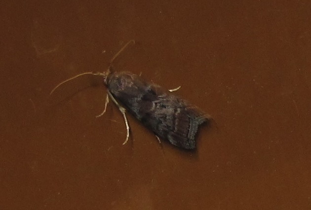 Phycita roborella (Pyralidae)